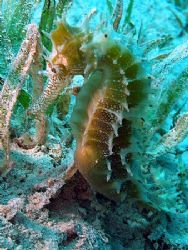 Seahorse taken at Maraana site, Nuweiba with Olympus SP350. by Anel Van Veelen 